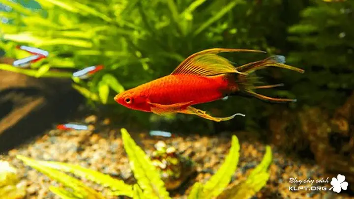 các loại cá cảnh sinh sản nhanh các loại cá cảnh sinh sản nhanh