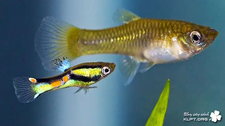 các loại cá cảnh sinh sản nhanh các loại cá cảnh sinh sản nhanh
