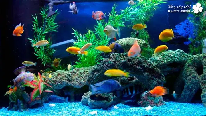 các loại cá cảnh sinh sản nhanh các loại cá cảnh sinh sản nhanh