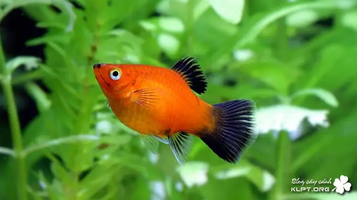 các loại cá cảnh sinh sản nhanh các loại cá cảnh sinh sản nhanh