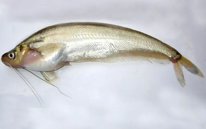 các loại cá da trơn nước ngọt các loại cá da trơn nước ngọt