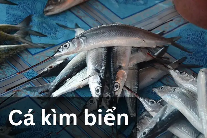các loại cá kìm các loại cá kìm