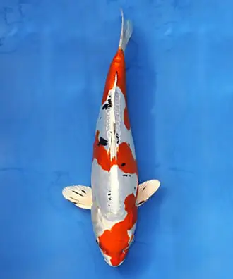 các loại cá koi các loại cá koi