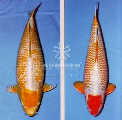 các loại cá koi các loại cá koi
