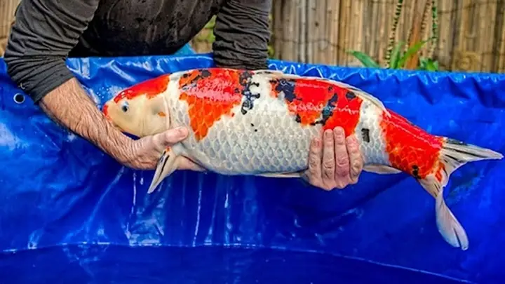 các loại cá koi việt các loại cá koi việt
