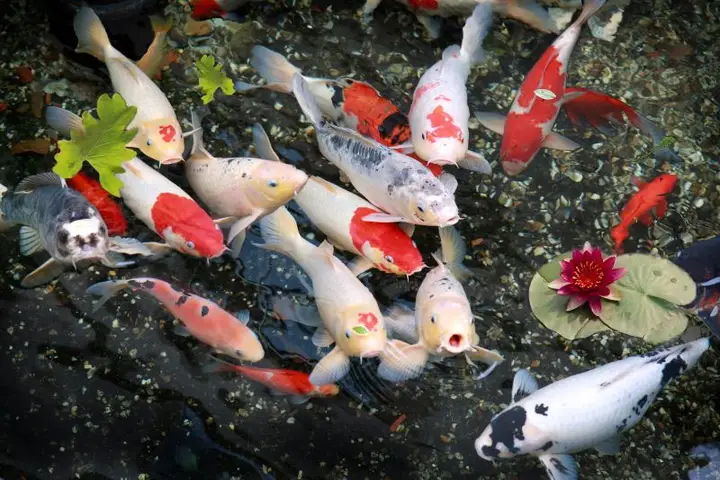 Các Loại Cá Koi Việt Phổ Biến Nhất: Hướng Dẫn Chọn và Chăm Sóc các loại cá koi việt