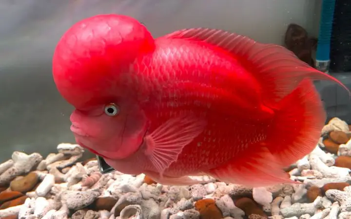 các loại cá la hán các loại cá la hán
