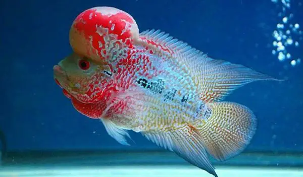 các loại cá la hán đẹp các loại cá la hán đẹp