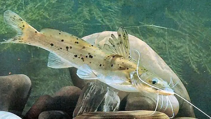 các loại cá lăng các loại cá lăng