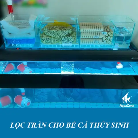 các loại cá thông dụng