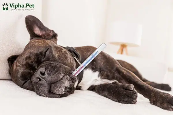 Ký sinh trùng đường ruột trên chó các loại ký sinh trên chó phổ biến