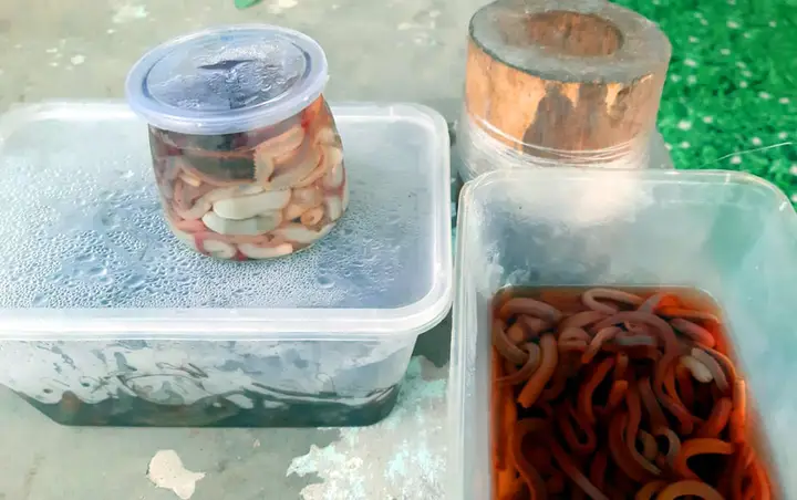 cách câu cá đục cách câu cá đục