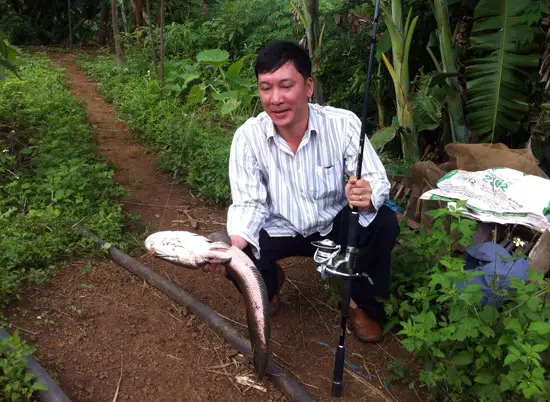 cách câu cá lóc ổ cách câu cá lóc ổ