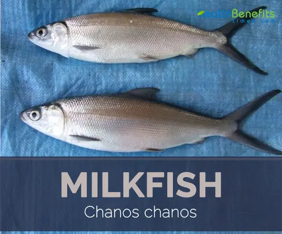 cách câu cá mang rổ cách câu cá mang rổ