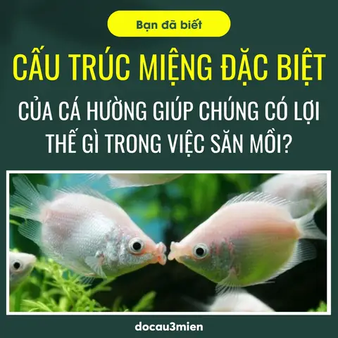 cách câu cá mùi cách câu cá mùi