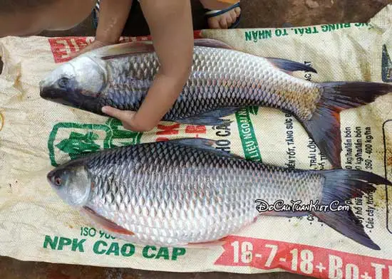 cách câu cá trôi trắng cách câu cá trôi trắng