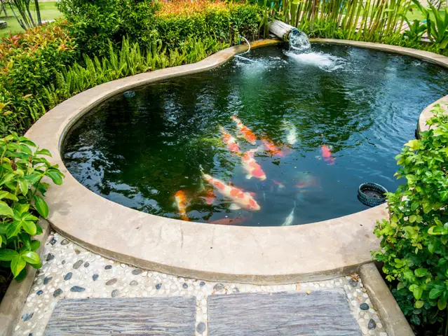 Cách Chăm Sóc Cá Koi Mini Chuẩn Từ A Đến Z Để Cá Khỏe Mạnh cách chăm sóc cá koi mini