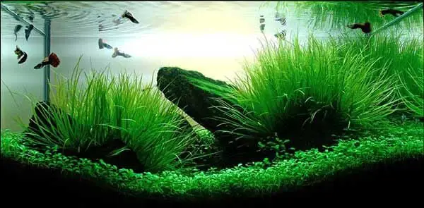 cách chăm sóc cây thủy sinh trong bể cá cách chăm sóc cây thủy sinh trong bể cá