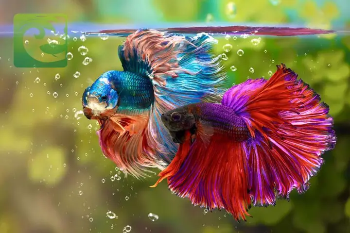 cách chọn cá betta đẹp cách chọn cá betta đẹp