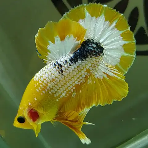 cách chọn cá betta đẹp cách chọn cá betta đẹp