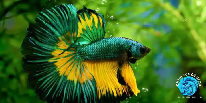 cách chọn cá betta đẹp cách chọn cá betta đẹp