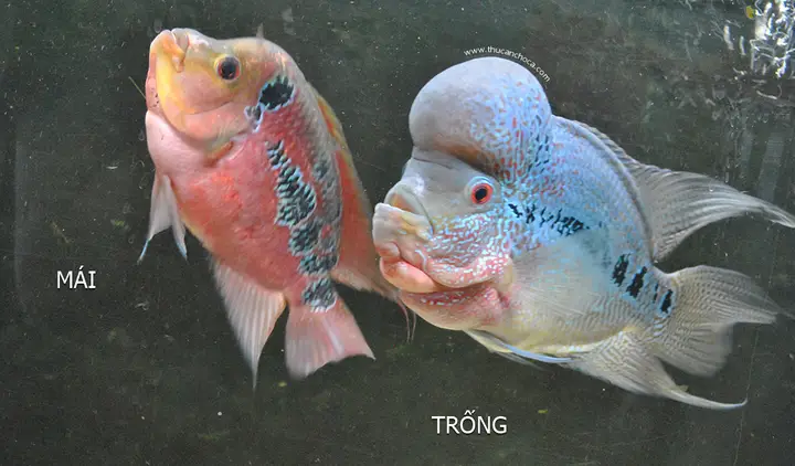 cách chọn cá la hán đực cách chọn cá la hán đực