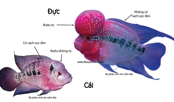 cách chọn cá la hán đực cách chọn cá la hán đực