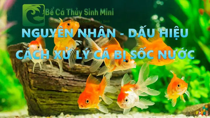 Cách Chữa Cá La Hán Bị Sốc Nước Hiệu Quả và Nhanh Chóng cách chữa cá la hán bị sốc nước
