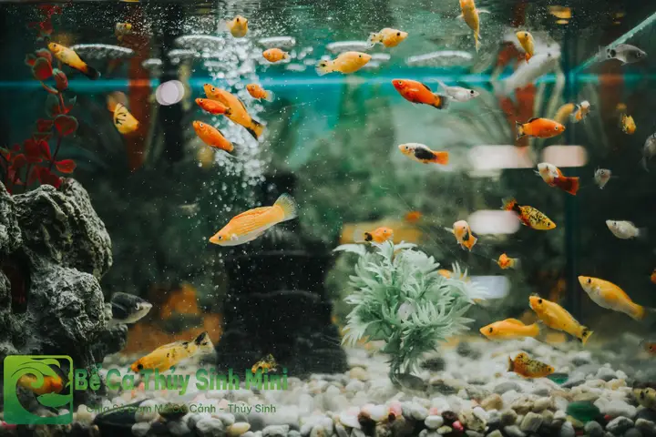 cách chữa cá la hán bị sốc nước cách chữa cá la hán bị sốc nước
