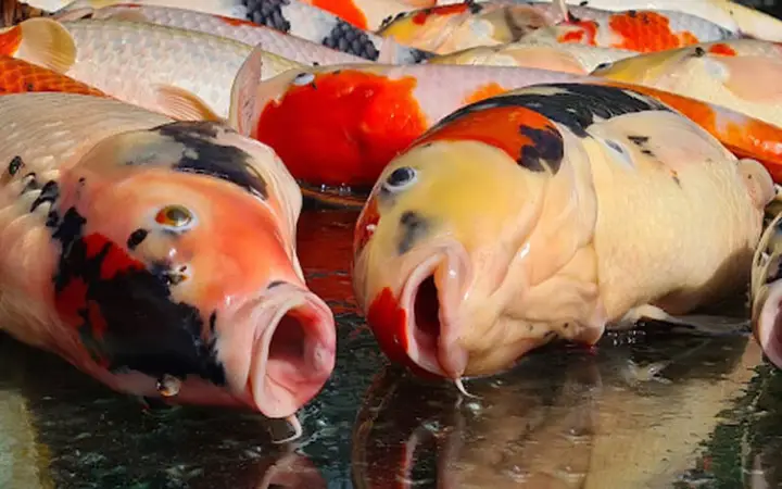 cách cứu cá koi sắp chết cách cứu cá koi sắp chết