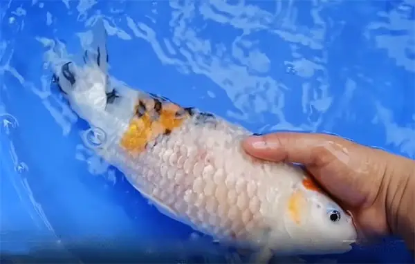 cách cứu cá koi sắp chết cách cứu cá koi sắp chết