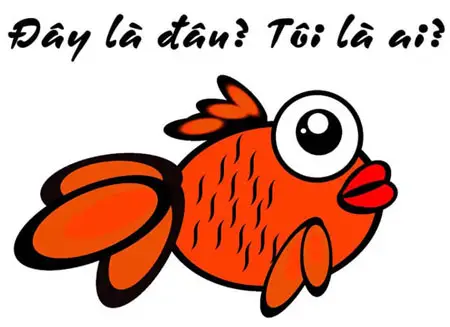cách cứu cá vàng sắp chết cách cứu cá vàng sắp chết