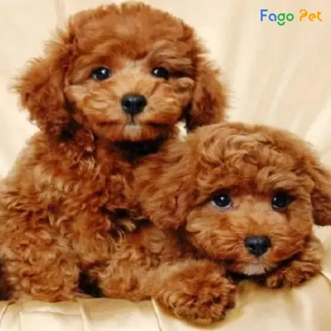 Poodle đứng bằng hai chân