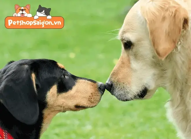 Cách Để Chó Cũ Quen Chó Mới: Hiểu Tâm Lý Chú Chó Cũ cách để chó cũ quen chó mới