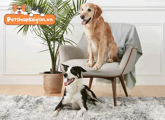 Cách Để Chó Cũ Quen Chó Mới: Chuẩn Bị Trước cách để chó cũ quen chó mới
