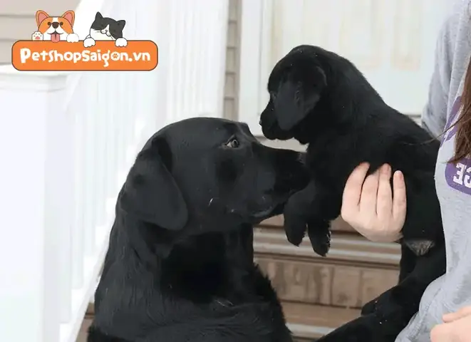 Cách Để Chó Cũ Quen Chó Mới: Gặp Gỡ Đầu Tiên cách để chó cũ quen chó mới