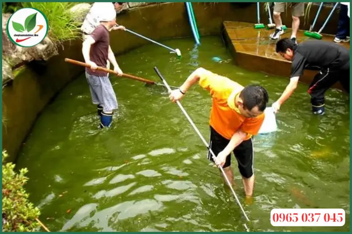 Cách Diệt Rêu Trong Hồ Cá: Hướng Dẫn Chi Tiết Từ A Đến Z cách diệt rêu trong hồ cá