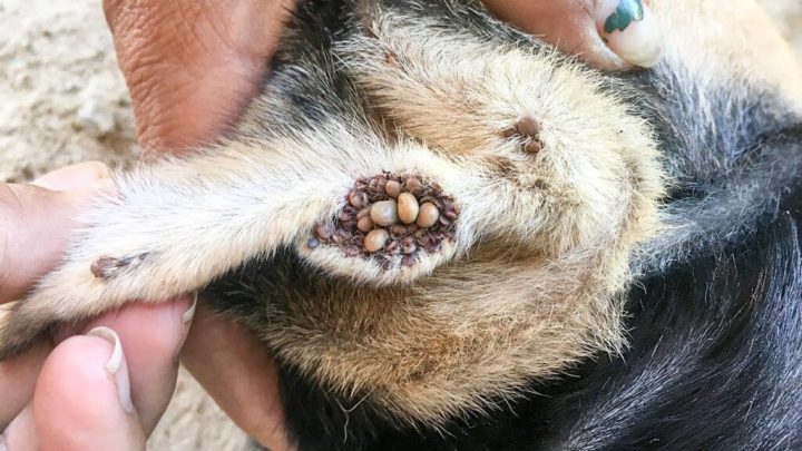 Cách Đuổi Ve Chó Ra Khỏi Nhà An Toàn Và Hiệu Quả Bằng Nguyên Liệu Tự Nhiên Cách Đuổi Ve Chó Ra Khỏi Nhà An Toàn Và Hiệu Quả Bằng Nguyên Liệu Tự Nhiên