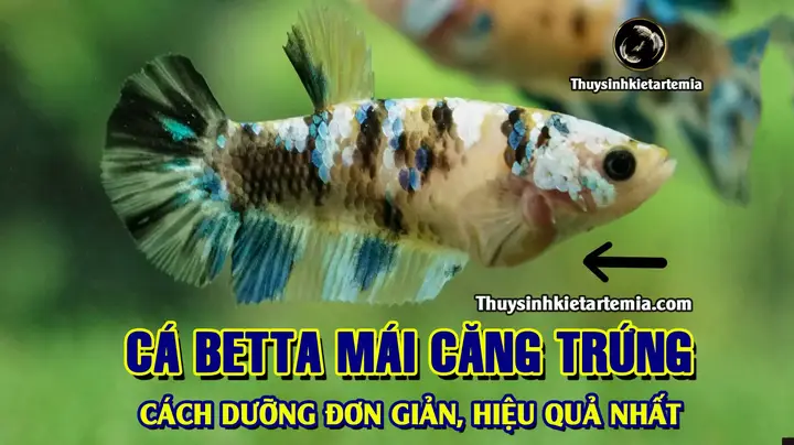 cách dưỡng cá betta mái cách dưỡng cá betta mái
