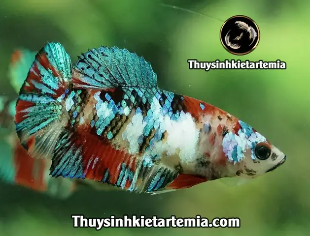 cách dưỡng cá betta mái cách dưỡng cá betta mái