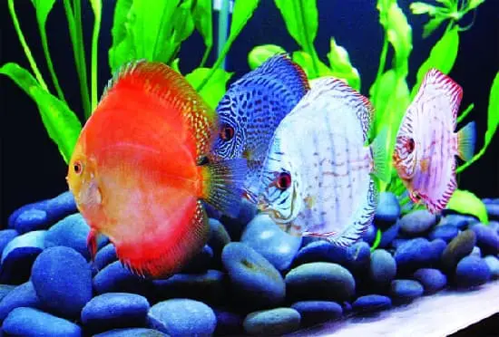 cách dưỡng cá đĩa mới mua về cách dưỡng cá đĩa mới mua về