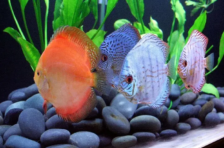cách dưỡng cá đĩa mới mua về cách dưỡng cá đĩa mới mua về