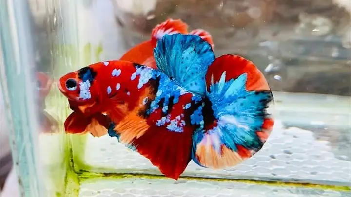 cách ép cá betta hiệu quả nhất cách ép cá betta hiệu quả nhất