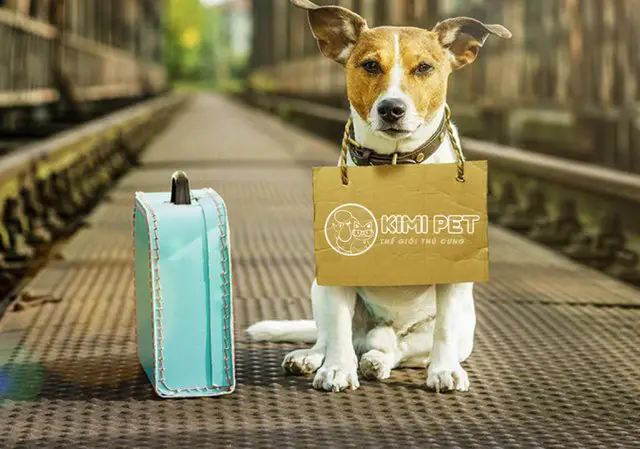 Phương pháp gọi chó về nhà cách gọi chó về nhà
