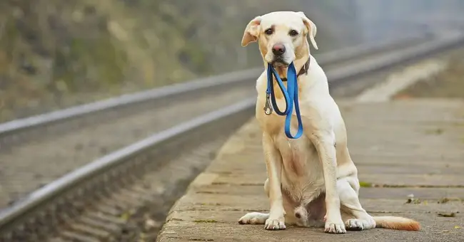 Huấn luyện chó gọi về nhà cách gọi chó về nhà