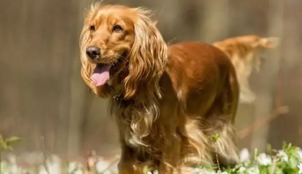 Cách huấn luyện chó Cocker cách huấn luyện chó cocker