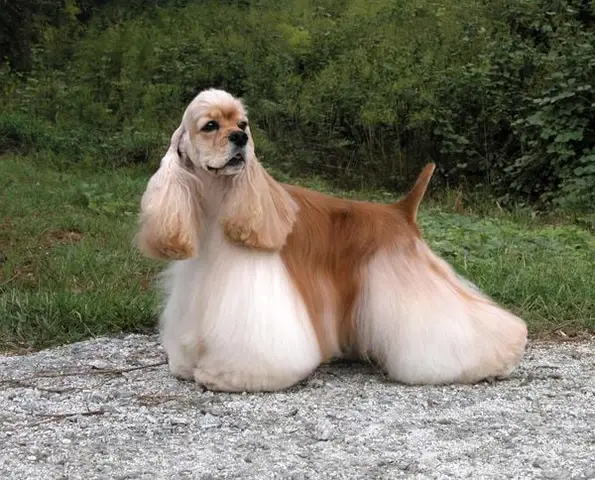 Nguyên tắc cốt lõi khi huấn luyện chó Cocker cách huấn luyện chó cocker