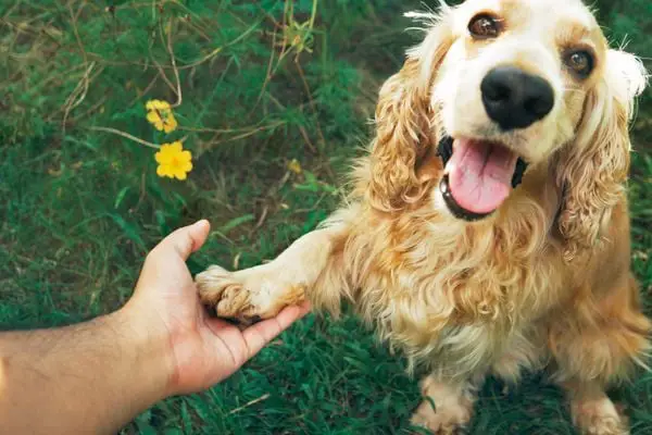 Các bước huấn luyện chó Cocker cơ bản cách huấn luyện chó cocker