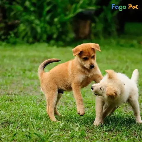Hướng dẫn toàn diện cách huấn luyện chó con 1 tháng tuổi khoa học và hiệu quả cách huấn luyện chó con 1 tháng tuổi