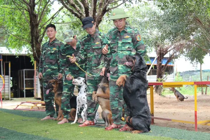 Những Sai Lầm Khi Huấn Luyện Chó Dữ Tại Nhà cách huấn luyện chó dữ nhà